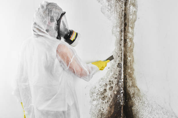 Reliable Hyde, PA Mold Remediation Solutions